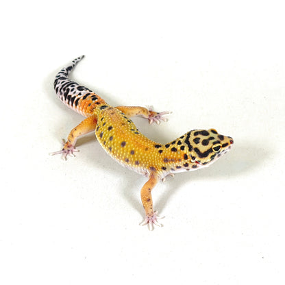 2025 Male Tangerine (Bengal Cross)