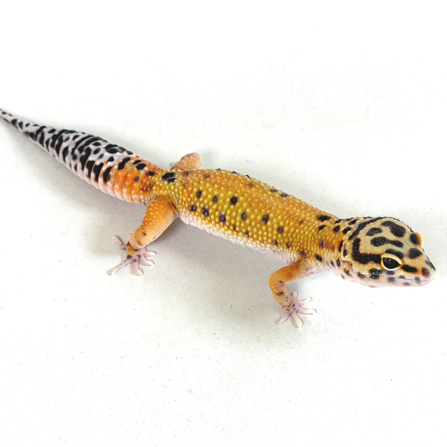 2025 Male Tangerine (Bengal Cross)