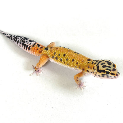2025 Male Tangerine (Bengal Cross)