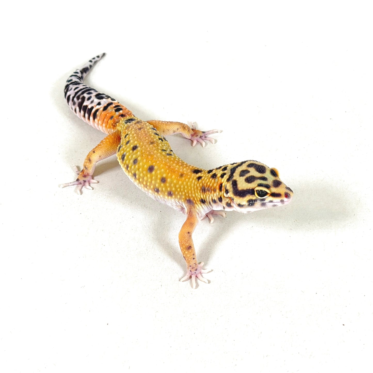 2025 Male Tangerine (Bengal Cross)