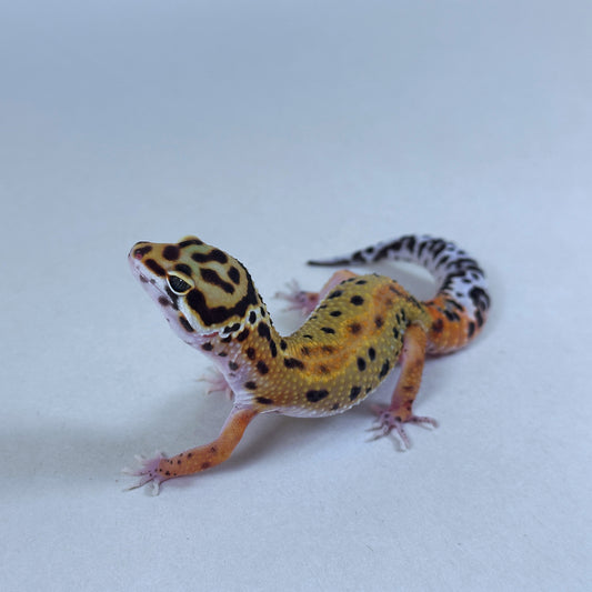 2025 Male Tangerine (Bengal X Tango Crush Cross)