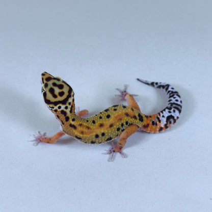 2025 Male Tangerine (Bengal X Tango Crush Cross)