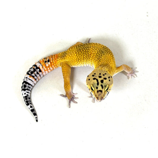 2025 Male Tangerine het Tremper Albino (Super Giant Cross)
