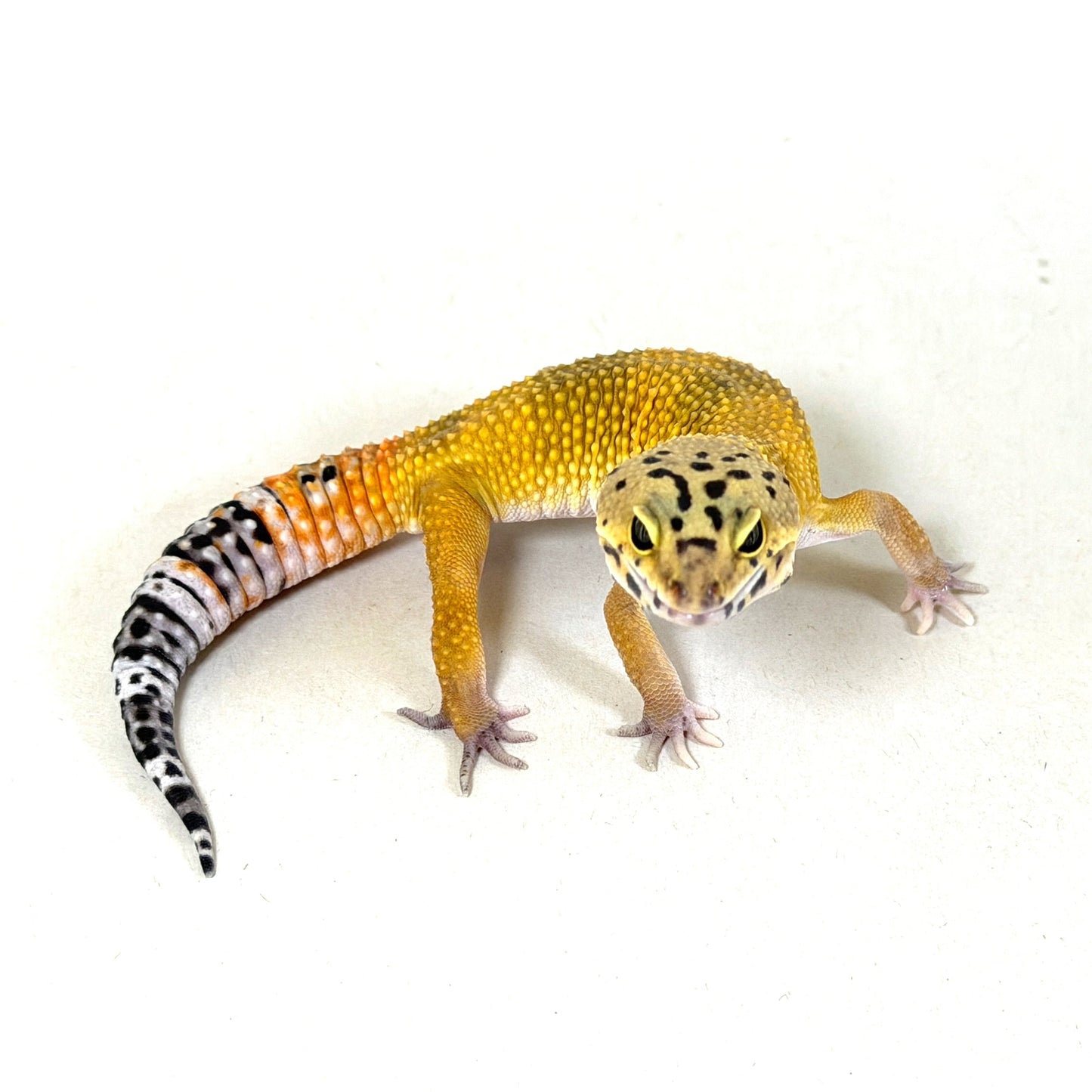 2025 Male Tangerine het Tremper Albino (Super Giant Cross)