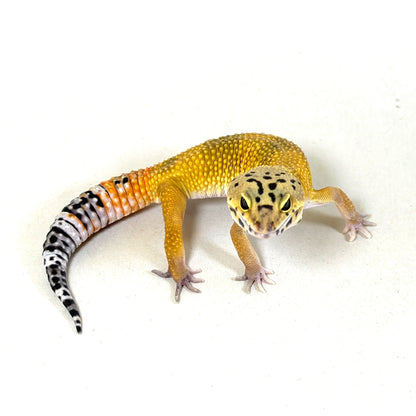 2025 Male Tangerine het Tremper Albino (Super Giant Cross)