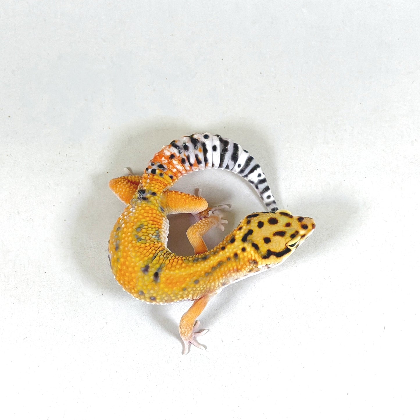 2025 Male Tangerine (Bengal X Joker Cross)