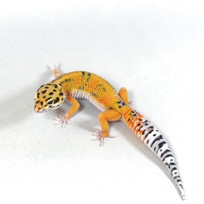 2025 Male Tangerine (Bengal X Joker Cross)