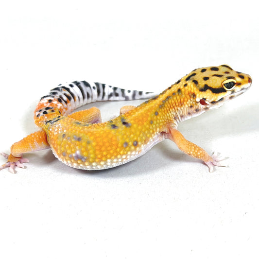 2025 Male Tangerine (Bengal X Joker Cross)