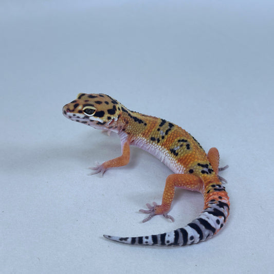 2025 Male Bengal X Joker cross