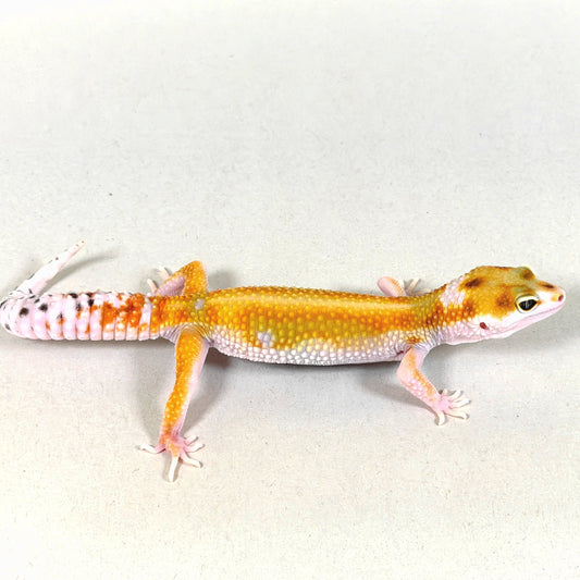 2025 Female W&Y Striped Joker Project - WOW