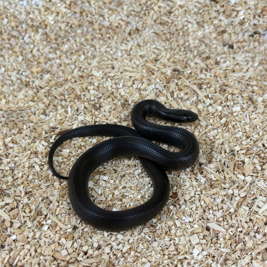 2025 Female Mexican Black Kingsnake