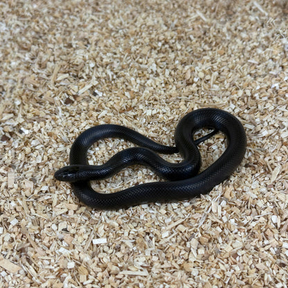 2025 Female Mexican Black Kingsnake