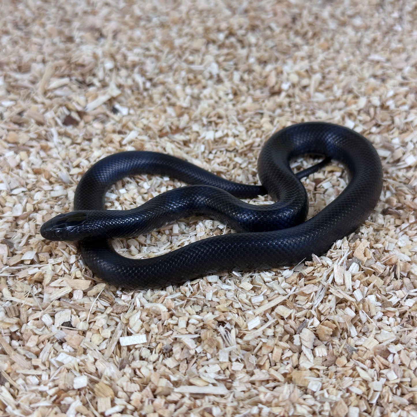 2025 Female Mexican Black Kingsnake