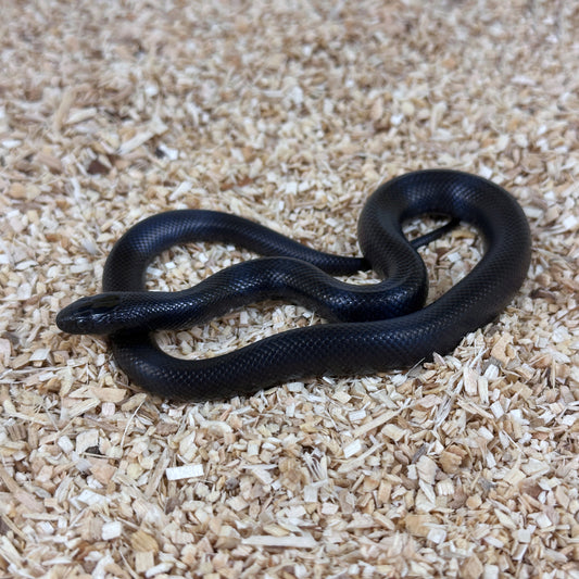 2025 Female Mexican Black Kingsnake