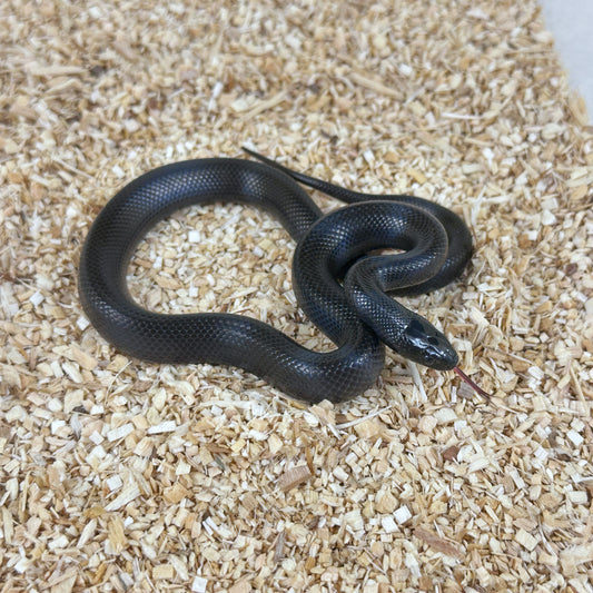 2025 Male Mexican Black Kingsnake