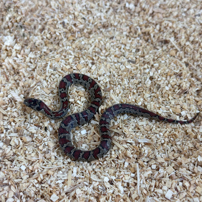 2025 Dark Female San Louis Potosi Kingsnake (Mex Mex)