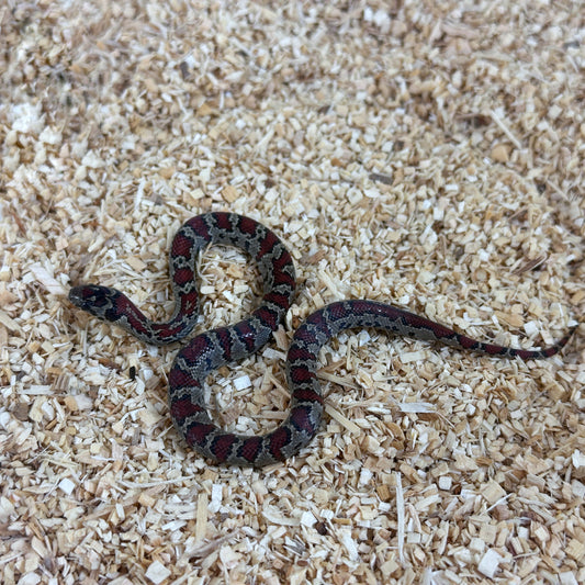 2025 Dark Female San Louis Potosi Kingsnake (Mex Mex)