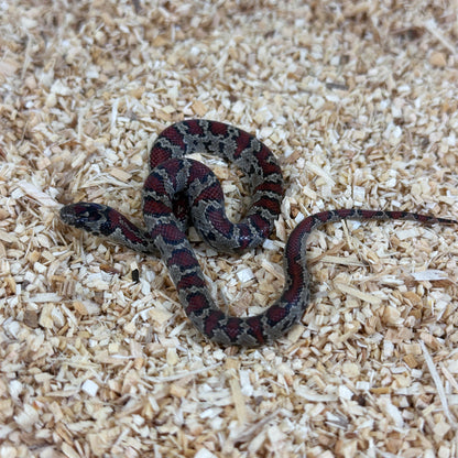 2025 Dark Female San Louis Potosi Kingsnake (Mex Mex)