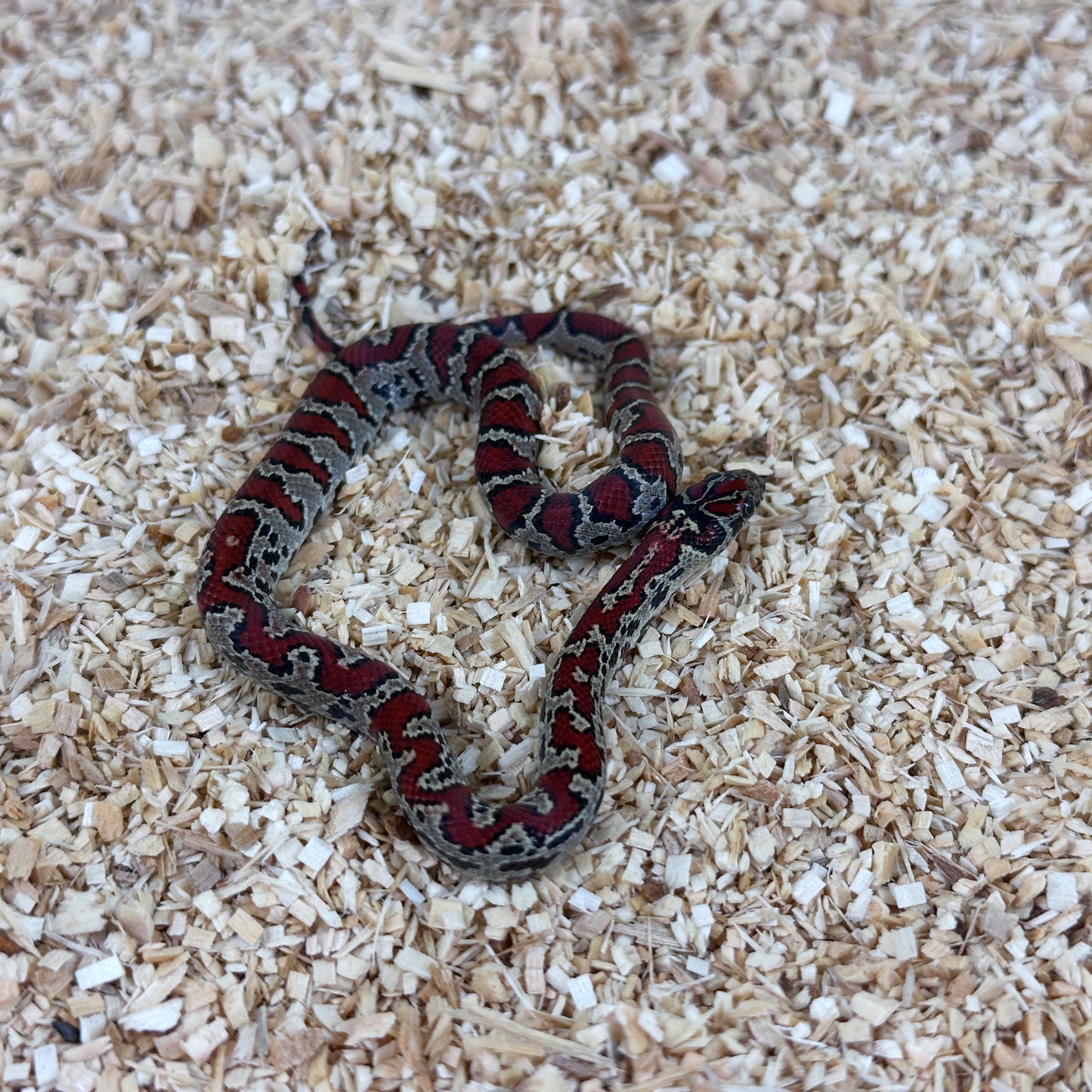 2025 Male Aberrant San Louis Potosi Kingsnake (Mex Mex)