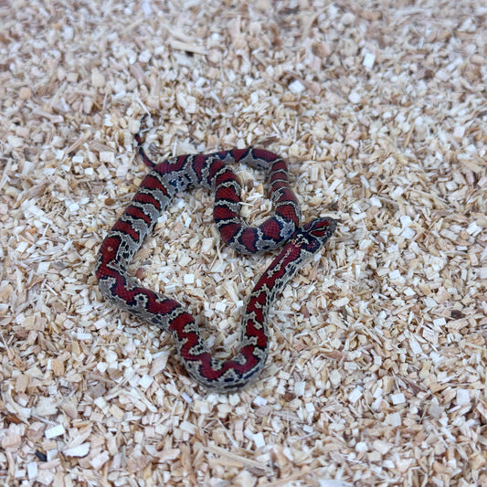 2025 Male Aberrant San Louis Potosi Kingsnake (Mex Mex)