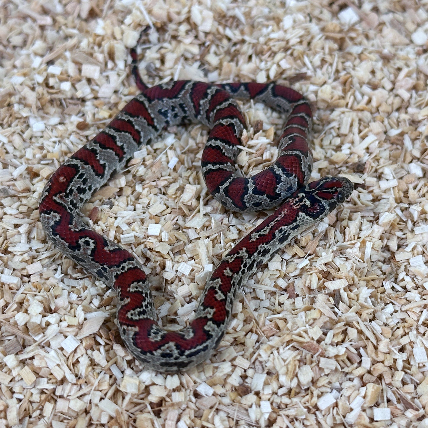 2025 Male Aberrant San Louis Potosi Kingsnake (Mex Mex)