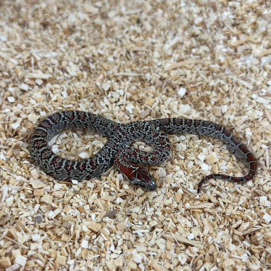 2025 Female Granite San Louis Potosi Kingsnake (Mex Mex)