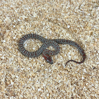 2025 Female Granite San Louis Potosi Kingsnake (Mex Mex)
