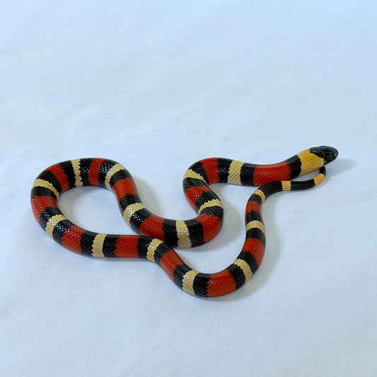 2025 Female 100% het Albino Pueblan Milk Snake