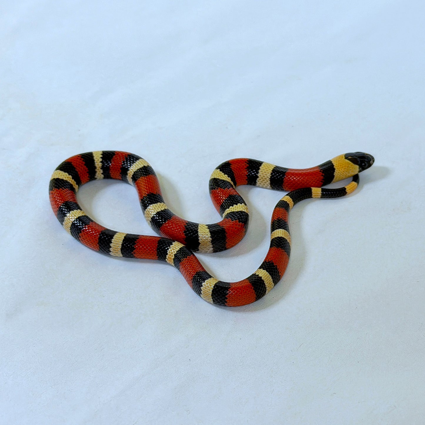 2025 Female 100% het Albino Pueblan Milk Snake