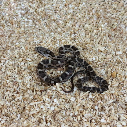 2025 Female Het Scaleless pos TH Leucistic Snow Texas Rat Snake