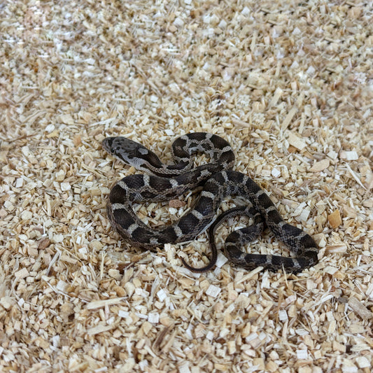 2025 Female Het Scaleless pos TH Leucistic Snow Texas Rat Snake