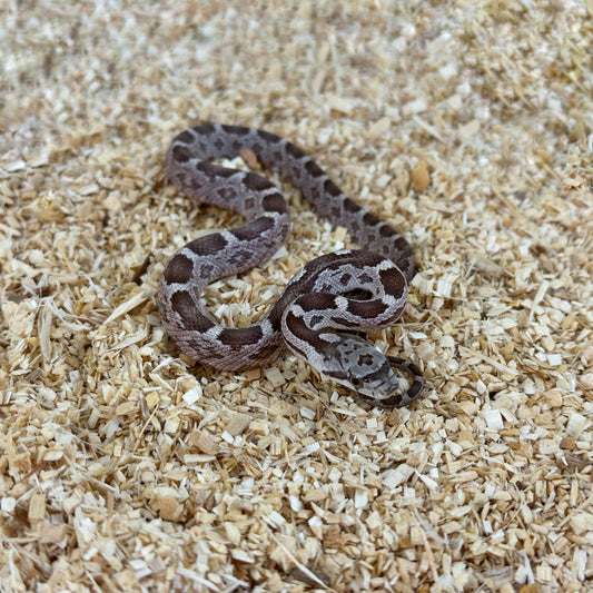 2025 Female het Scaleless pos TH Leucistic Snow Texas Rat Snake