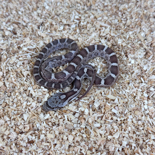 2025 Female Het Scaleless pos TH Leucistic Snow Texas Rat Snake