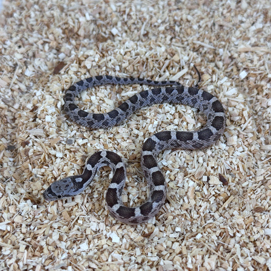 2025 Male Anery Het Scaleless pos DH Leucistic Albino Texas Rat Snake