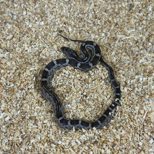 2025 Female Anery het Scaleless pos DH Albino Leucistic Texas Rat Snake