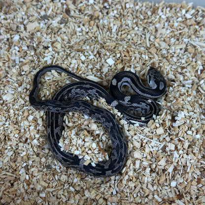 2025 Female Aberrant Anery het Scaleless pos DH Albino Leucistic Texas Rat Snake