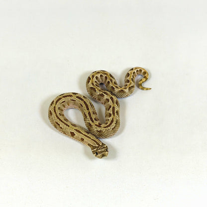 2025 Female Anaconda Western Hognose Snake