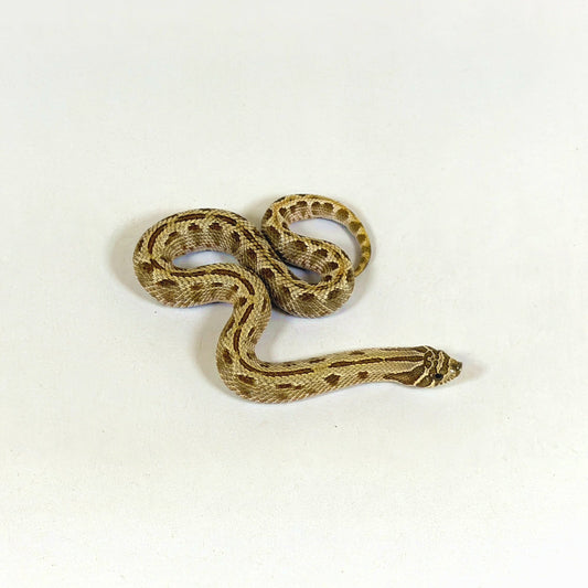 2025 Female Anaconda Western Hognose Snake