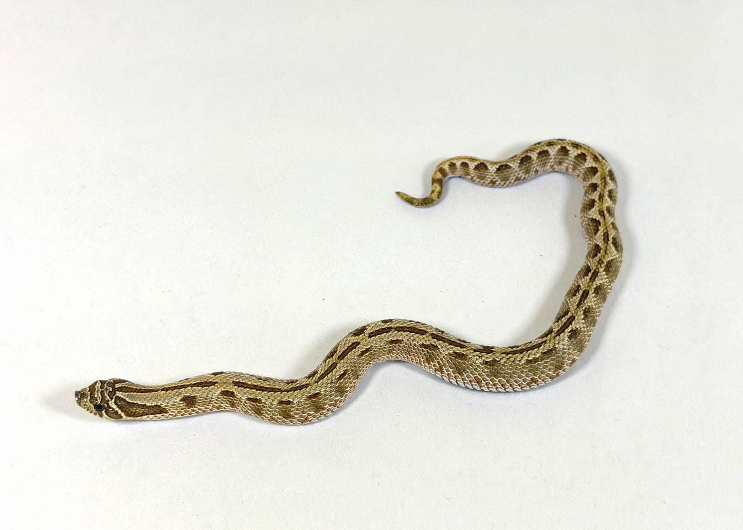 2025 Female Anaconda Western Hognose Snake