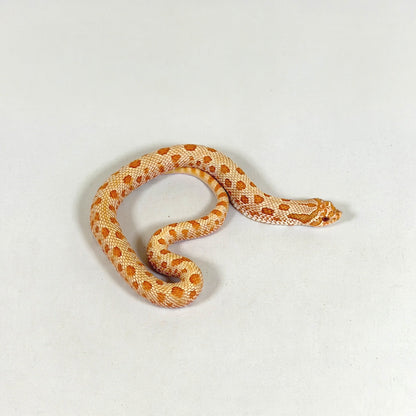 2025 Male Albino Anaconda Western hosenose Snake