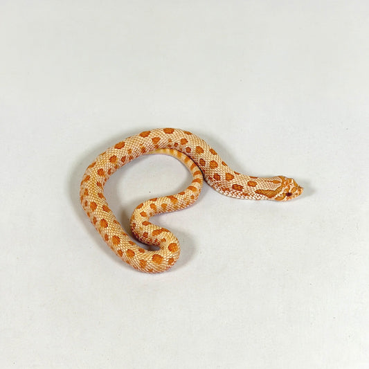 2025 Male Albino Anaconda Western hosenose Snake