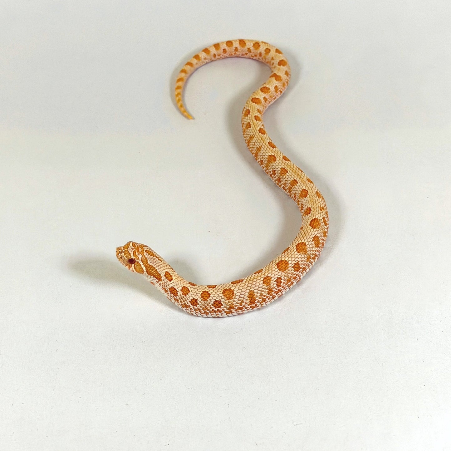 2025 Male Albino Anaconda Western hosenose Snake
