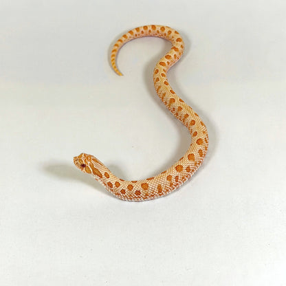 2025 Male Albino Anaconda Western hosenose Snake