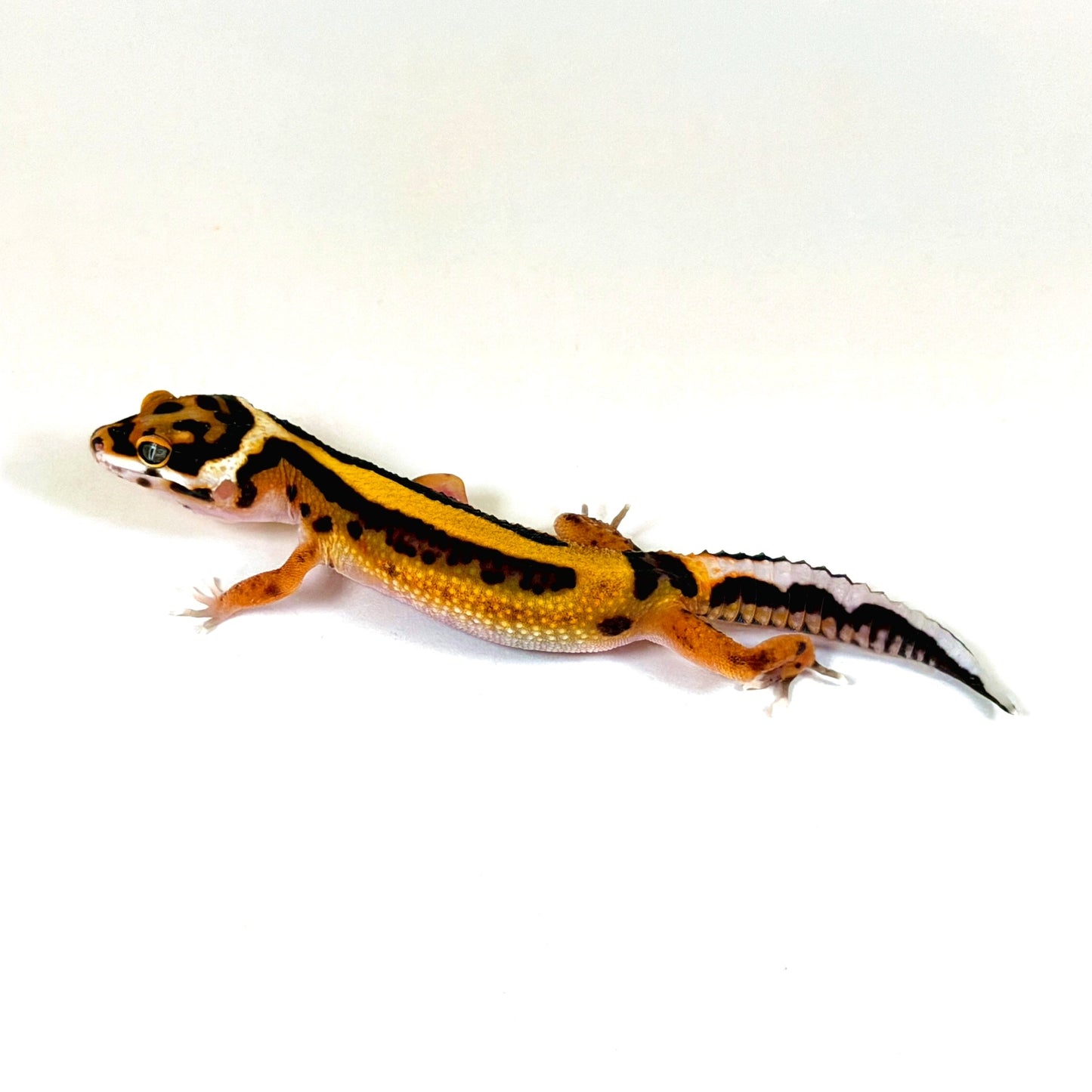 2026 Tangerine Bold Stripe pos het Tremper Albino