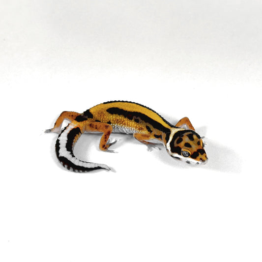 2026 Tangerine Bold Stripe pos het Tremper Albino