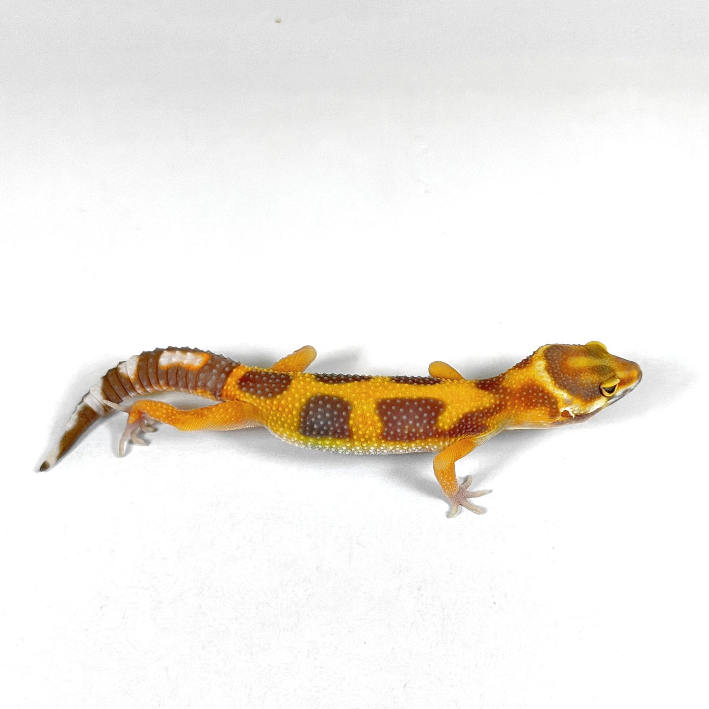 2026 Tangerine Tremper Albino (Red Diamond Clown Cross)