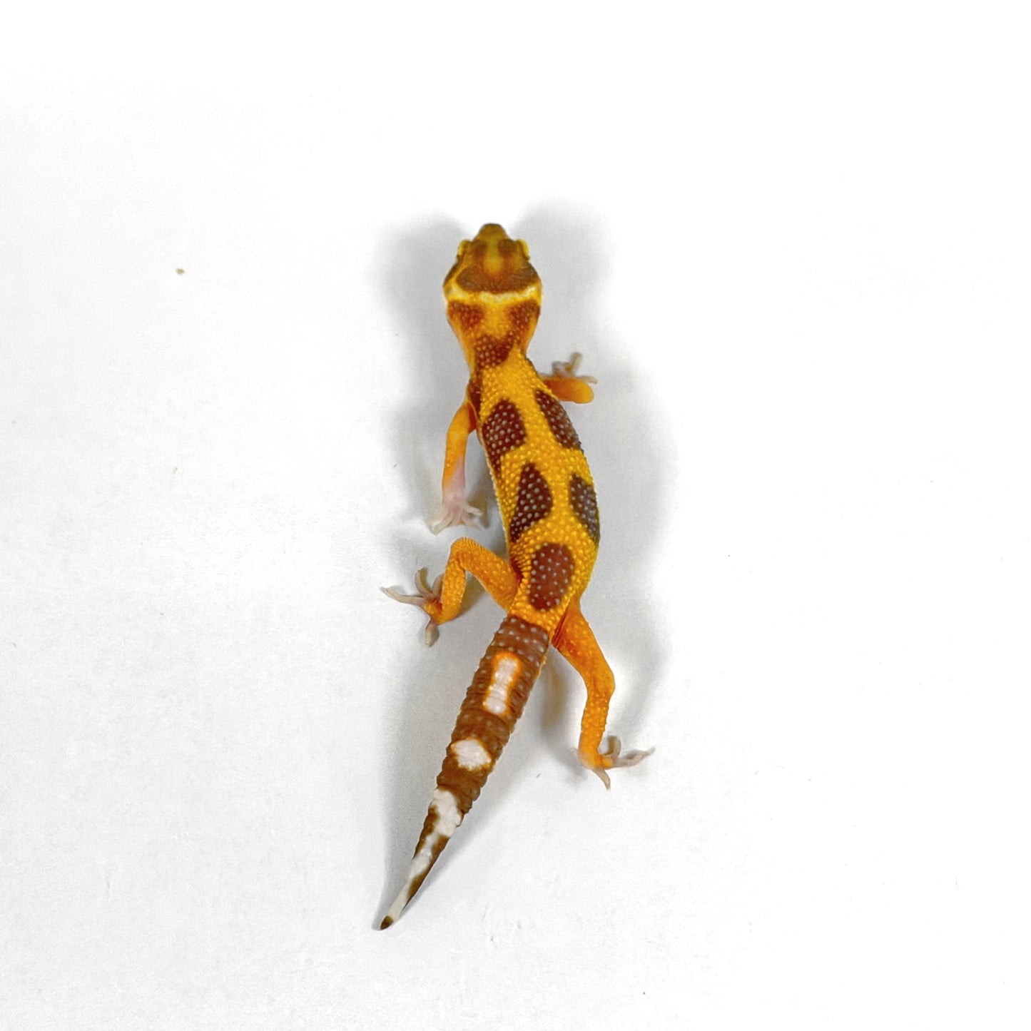 2026 Tangerine Tremper Albino (Red Diamond Clown Cross)