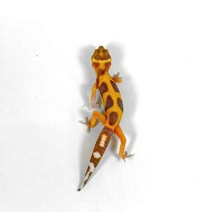 2026 Tangerine Tremper Albino (Red Diamond Clown Cross)