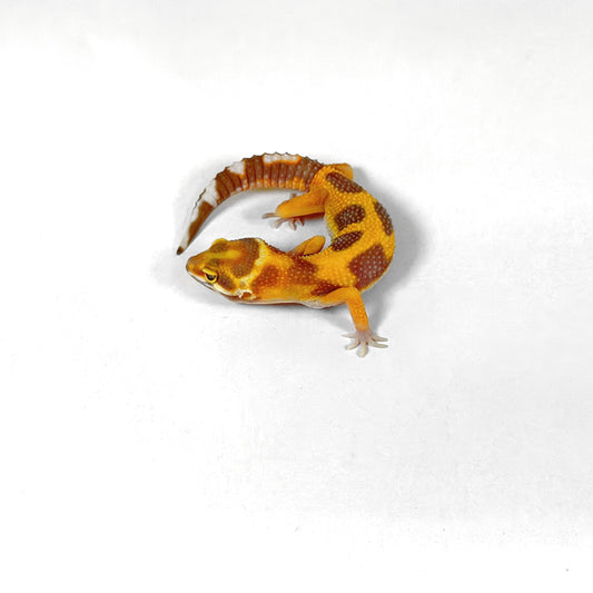 2026 Tangerine Tremper Albino (Red Diamond Clown Cross)
