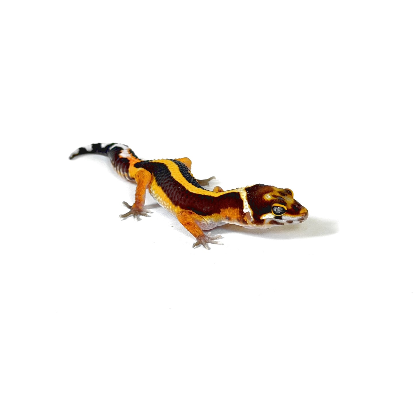 2026 Tangerine Tremper Bold Stripe